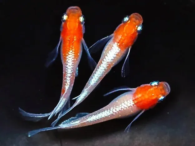 アマテラスリアルロングフィン 稚魚10匹+α