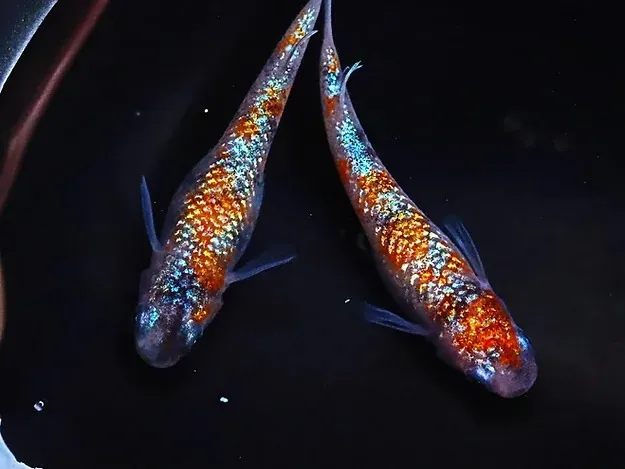 桜餅 稚魚20匹+α